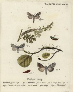 Wermutmotte, Cucullia absinthii, Erlenmotte, Acronicta alni und Cucullia tanaceti. Handkolorierter Kupferstich von Johann Carl Bock nach Eugenius Johann Christoph Espers Die Schmetterlinge in Abbildungen nach der Natur, Erlangen von Johann Carl Bock