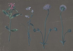 Studie von drei Blumen, 1781