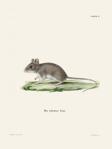Ratte von Johann Christian Daniel Von Schreber