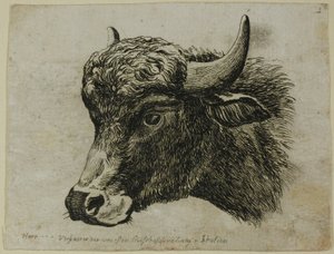 Büffelkopf nach links, aus Die Zweite Thierfolge von Johann Christian Reinhart