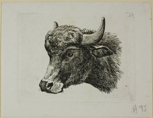 Büffelkopf nach links, aus Die Zweite Thierfolge von Johann Christian Reinhart