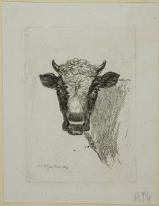 Kopf eines jungen Stiers, aus Die Zweite Thierfolge von Johann Christian Reinhart