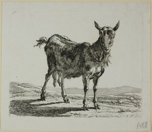 Stehende Ziege, aus Die Zweite Thierfolge von Johann Christian Reinhart