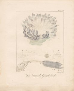 Die Blau-Rote Seescheide von Johann Christoph Bock