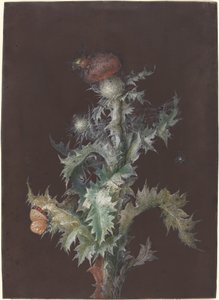 Distel mit Insekten, ca. 1755 von Johann Christoph Dietzsch