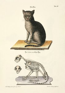 Hauskatze und ihr Skelett von Johann Daniel Meyer