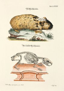 Meerschweinchen und sein Skelett von Johann Daniel Meyer
