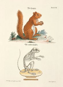 Eichhörnchen und sein Skelett von Johann Daniel Meyer