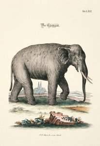 Der Elefant von Johann Daniel Meyer