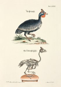 Das Perlhuhn und sein Skelett von Johann Daniel Meyer