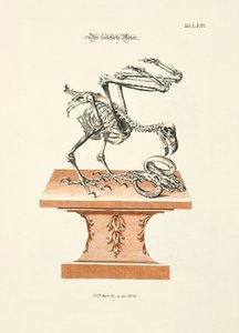 Das skelettierte Adler von Johann Daniel Meyer