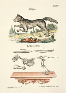 Der Wolf von Johann Daniel Meyer