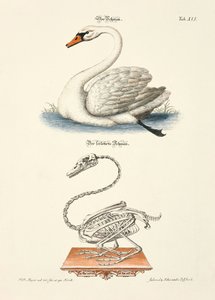 Der Schwan und sein Skelett von Johann Daniel Meyer
