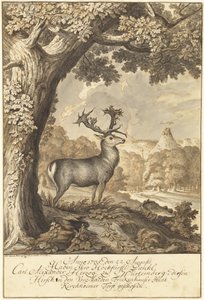 Ein Hirsch unter einer mächtigen Eiche von Johann Elias Ridinger