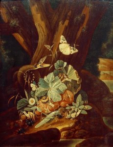 Insekten, Schnecken und Schlange von Johann Falch
