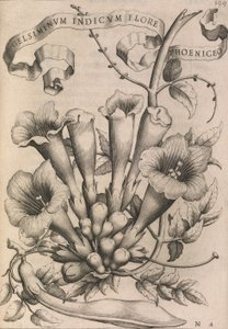 Gelsiminvm indicvm flore phoeniceo, 1633 von Johann Friedrich Greuter