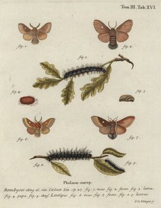 Östlicher Eggar, Eriogaster catax.