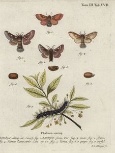 Östlicher Eggar und kleiner Eggar-Motten.