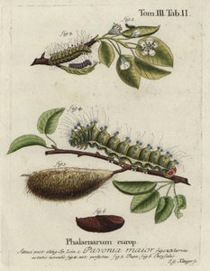 Kaisermotte, Saturnia pavonia, Larve, Puppe, Chrysalis von Johann Georg Klinger