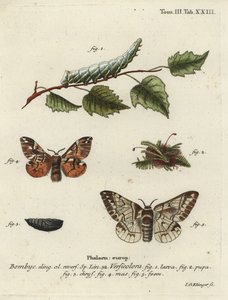 Kentischer Ruhm, Endromis versicolora. von Johann Georg Klinger