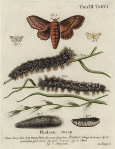 Muslin-Footman- und Eichen-Eggar-Motten.