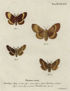 Eichen-Eggar und Gras-Eggar-Motten. von Johann Georg Klinger