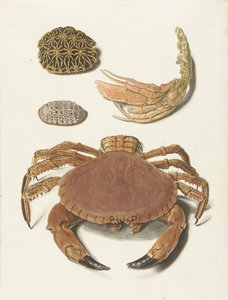 Eine Krabbe, eine Schere einer Krabbe und zwei Schildkrötenschilde von Johann Gustav Hoch