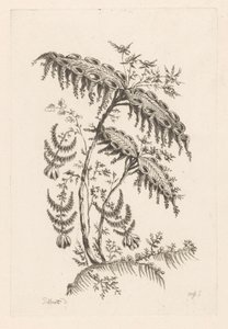 Blätter mit hornförmigen Formen von Johann Heinrich  Hess