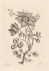 Sternförmige Blumen von Johann Heinrich  Hess