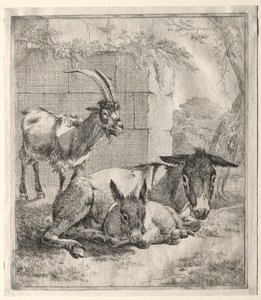 Ziege und Esel von Johann Heinrich Roos