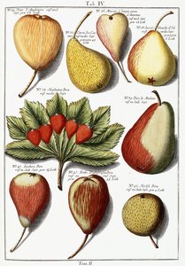 Verschiedene Birnensorten, 1760-1766