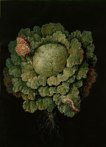 Wirsing / Kohlkopf, Falter / J. u. B.Dietzsch von Johann Jacob Dietzsch