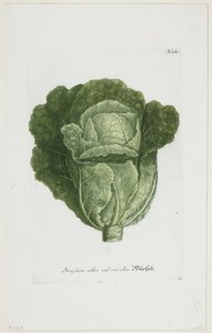 Brassica alba vel viridis, aus Phytanthoza Iconographia, 1735-45 von Johann Jakob Haid