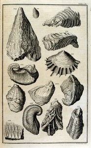 Versteinerte Überreste von Muscheln, die durch die große biblische Flut zerstört wurden von Johann Jakob Scheuchzer