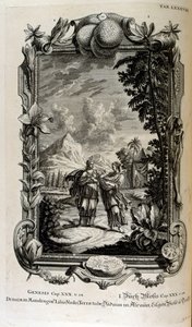 Alraunenpflanze. Sie ist oft als Alraune bekannt