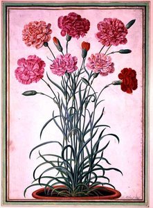 Nelken, die aus einem Topf wachsen, Tafel 25 aus dem Nassau Florilegium von Johann Jakob Walther