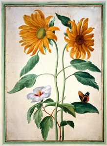 Sonnenblumen, Tafel 18 aus dem Nassau Florilegium von Johann Jakob Walther