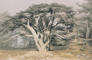 Zedern des Libanon
