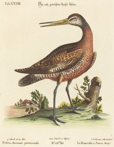 Fedoa Americana, pectore ruso von Johann Michael Seligmann after George Edwards