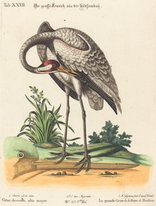 Grus Americana, alta major von Johann Michael Seligmann after George Edwards