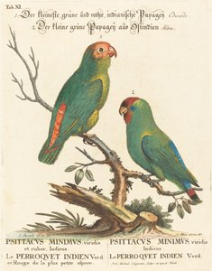 Papagei (Le Perroquet Indien. Psittacus Minimus)