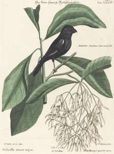 Der kleine schwarze Gimpel