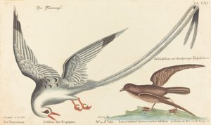 Der Tropikvogel (Phaeton aethereus) von Johann Michael Seligmann after Mark Catesby