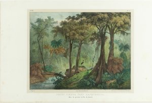 Urwald in der Nähe von Manqueritipa. Aus Malerische Reise in Brasilien