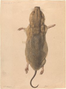 Eine Feldmaus von oben