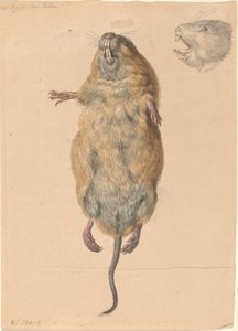Eine Feldmaus, von unten von Johann Rudolph Schellenberg