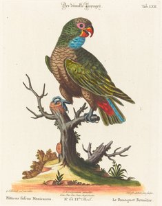 Papagei