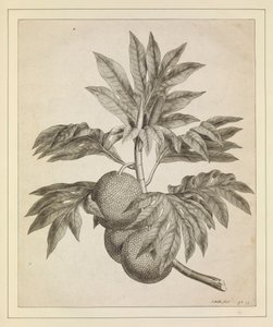 Ein Zweig des Brotfruchtbaums von Johann Sebastien Muller