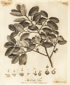 Korkeiche, Quercus suber von Johann Sebastien Muller