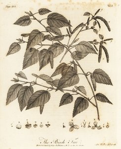 Moorbirke, Betula pubescens von Johann Sebastien Muller